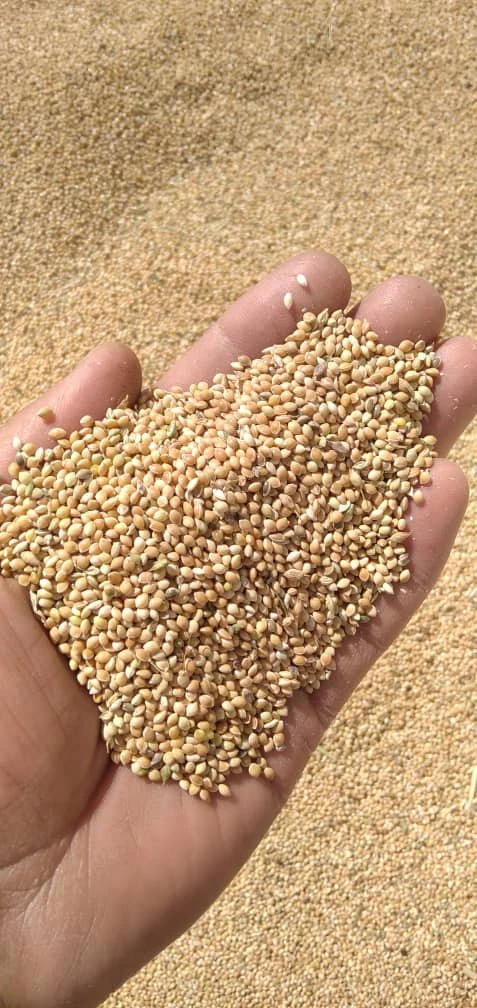 Millet yellow