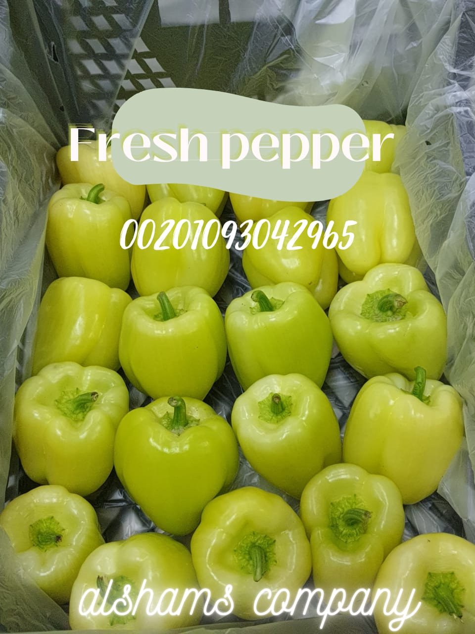 Fresh Pepper