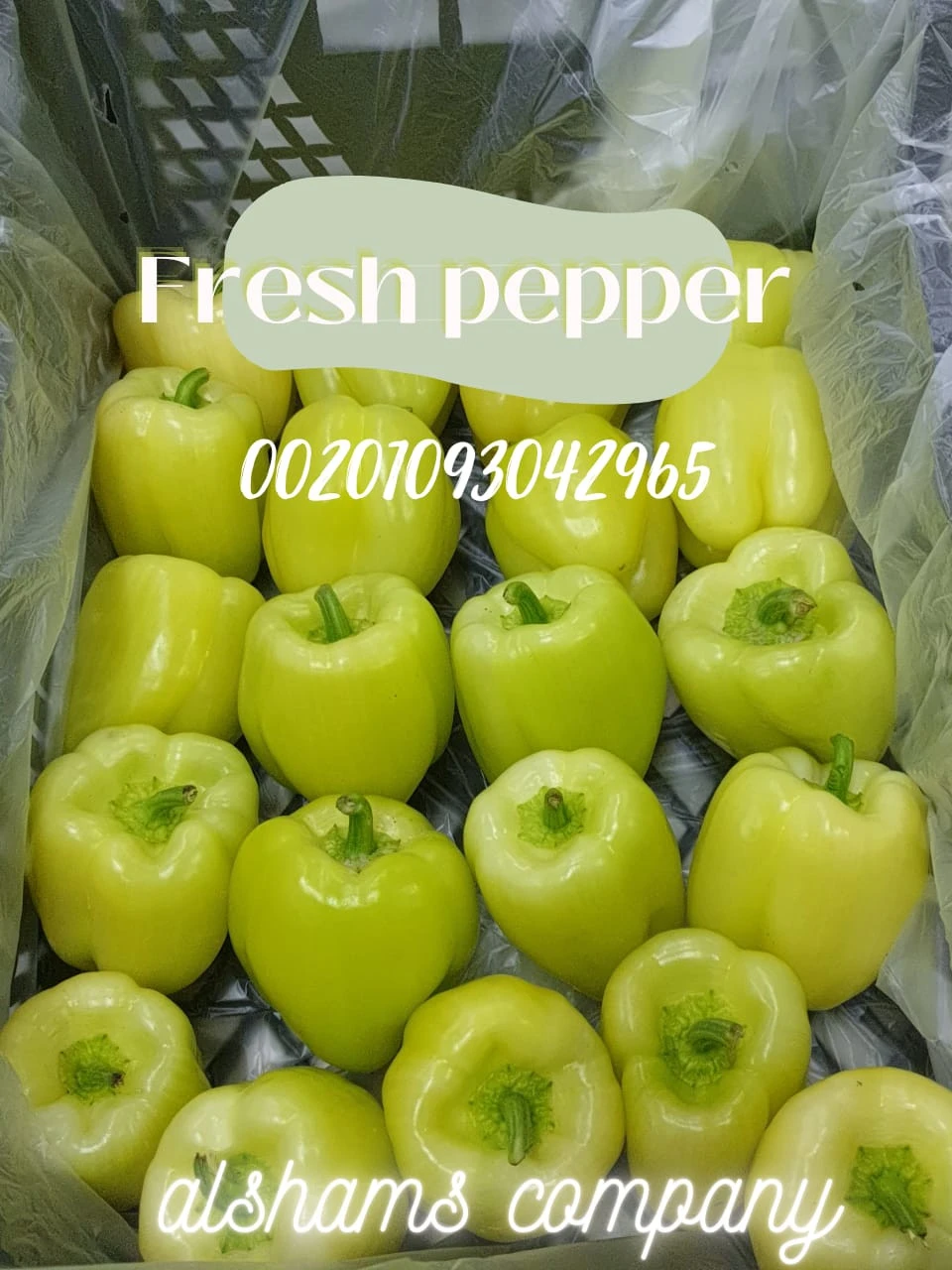 Fresh Pepper