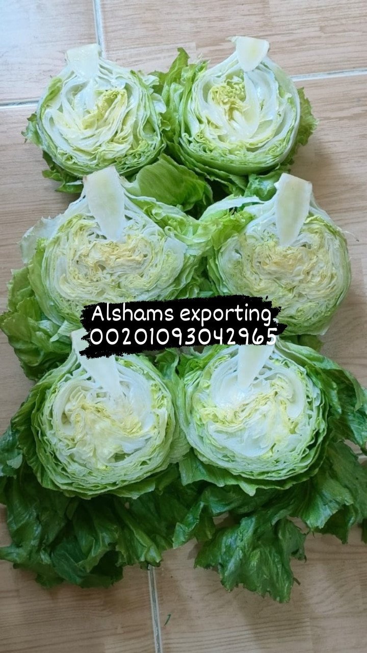 Fresh Cabbage